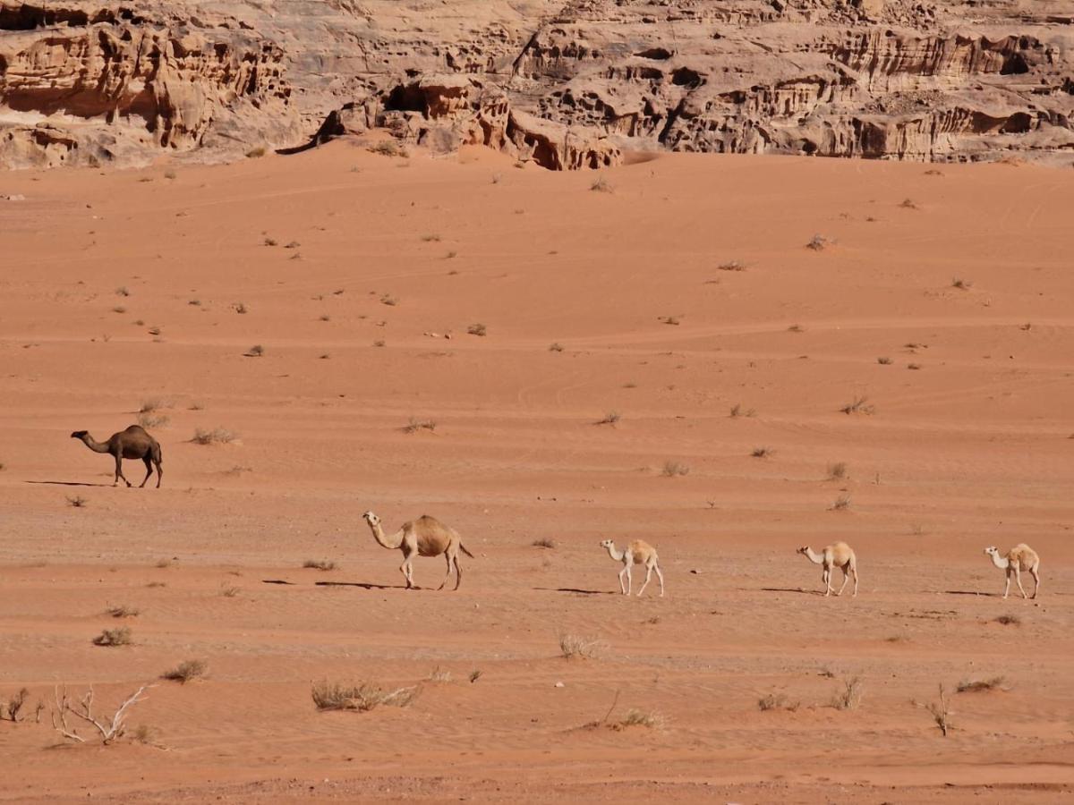 Wadi Rum Story Kültér fotó